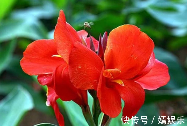 月季花|夏天最适合养4种花,花朵硕大、花香四溢飘满屋,美爆了