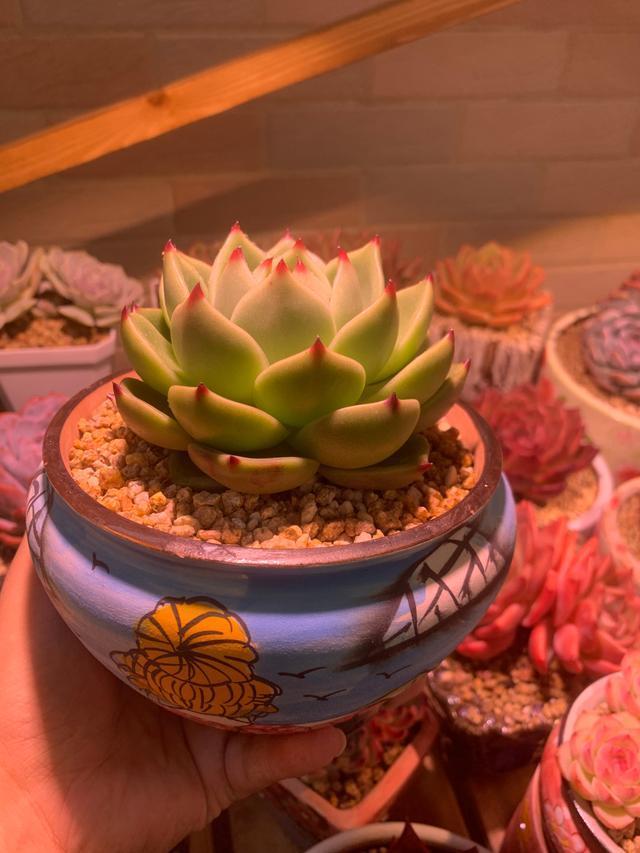 所爱隔山海,山海皆可平!多肉不只露养好看,灯光下的多肉也精彩