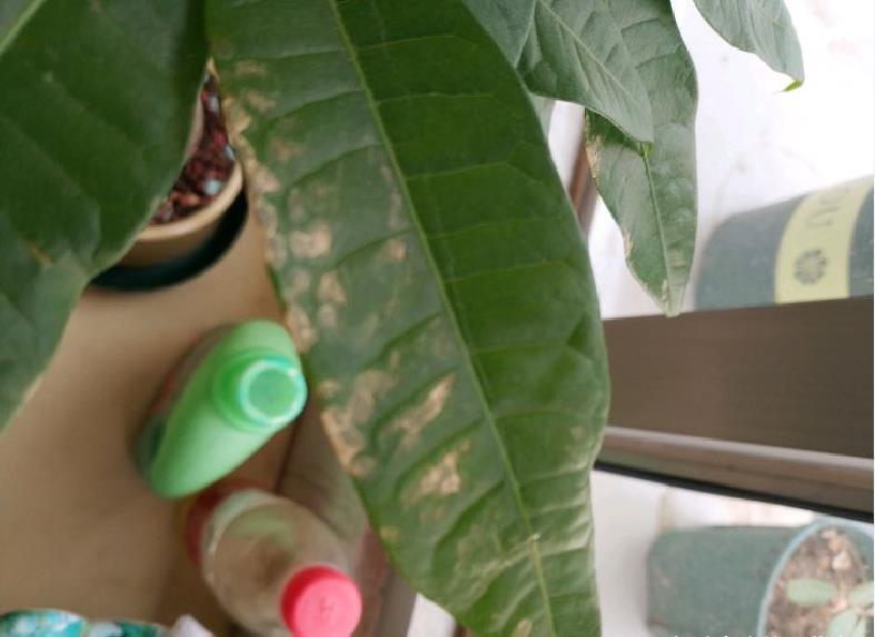 浇水|发财树老黄叶,不只是缺水,主要原因有7个,配图说明一目了然