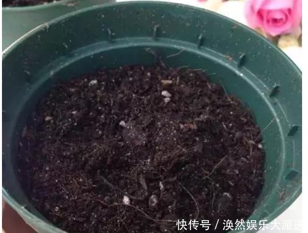 花店|花店买回来的插花不要丢,只要简单的几步,鲜花就能生根