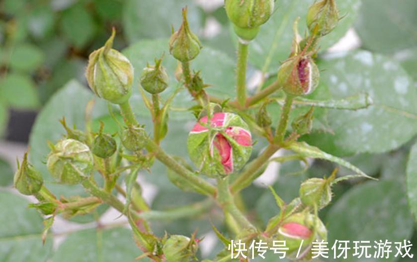 月季花开不好,是你还没明白这些,只要此样做,花朵开得又大又美