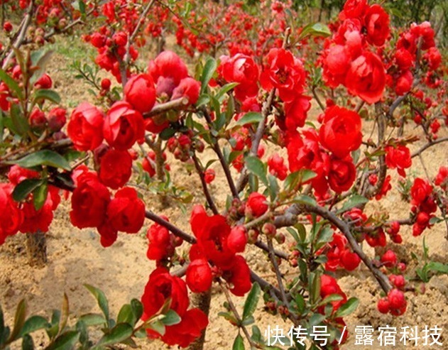 此花|家养“此花”,观花赏果,色彩多变,可抗零下35度,令人耳目一新