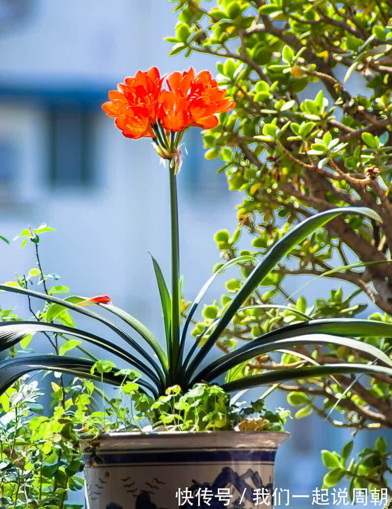 碰碰香|适合养在客厅的“4类花”,越养家里越“干净”,又美又健康