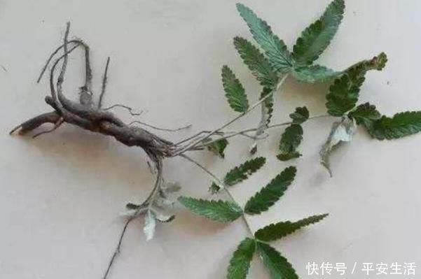 野菜|这种野草全身都是宝,嫩茎是野菜根部能生吃,价值高你见过吗?