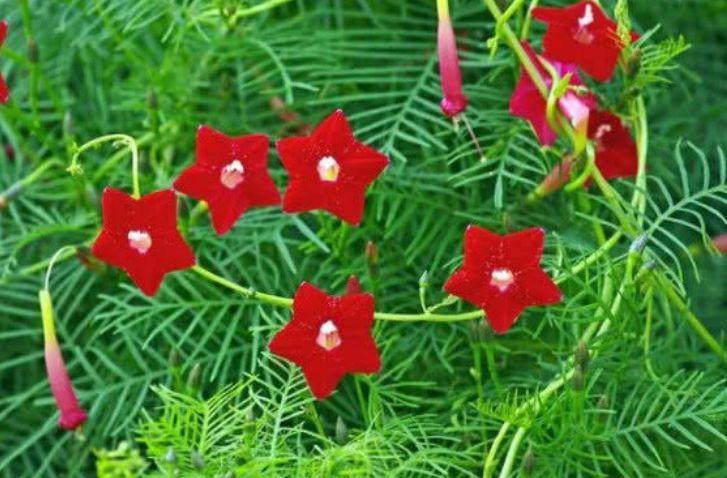 4种花美的出奇，一盆几十块，添绿意清空气，格调品味高！