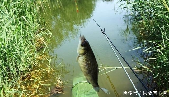 鱼星四起,鱼却不咬钩,着急解决不了问题,搞懂诱因方能化解