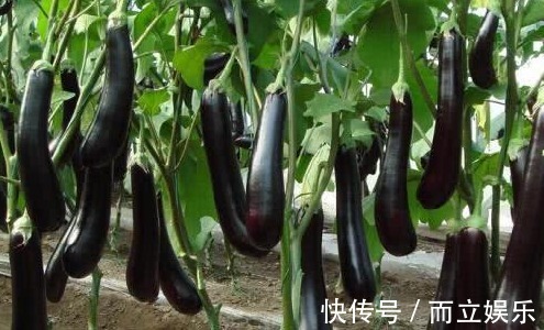 营养成分|茄子含有丰富的营养成分,但是以下两类人不能吃,会影响健康