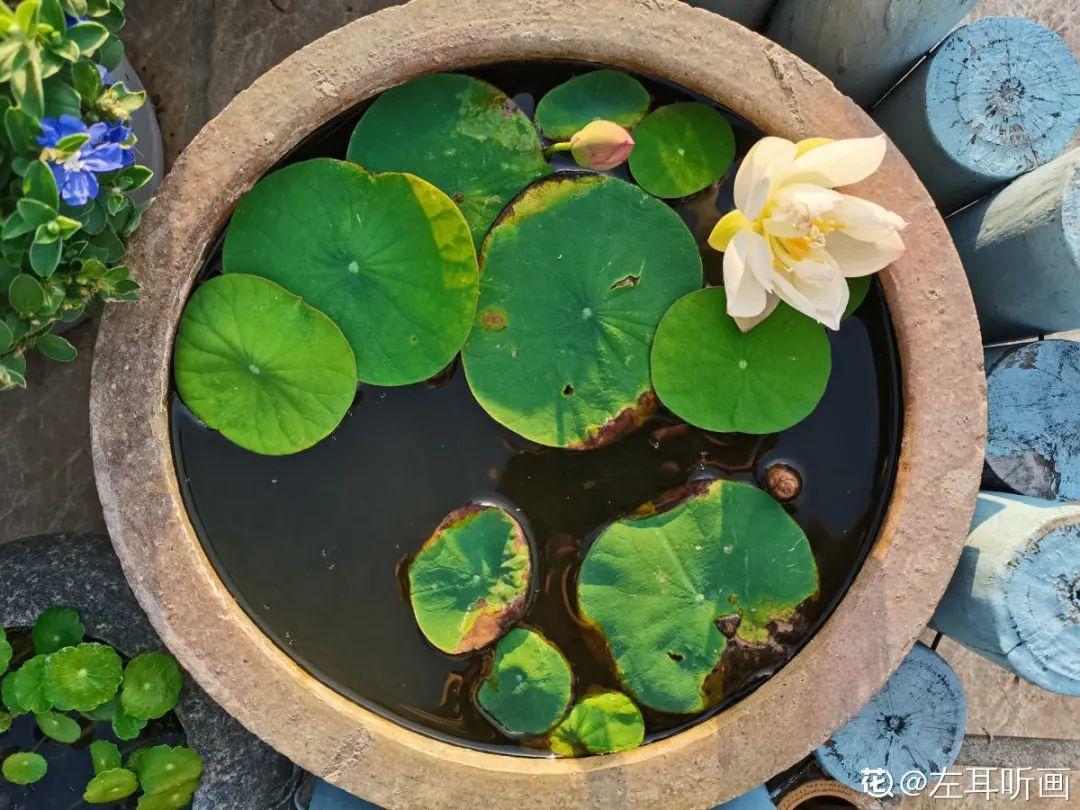 枯萎|9种花是富贵命,必须大盆养,小盆养会憋死