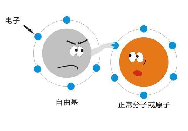 毒药 不只是氧气,雄激素或许也是一种“慢性毒药”