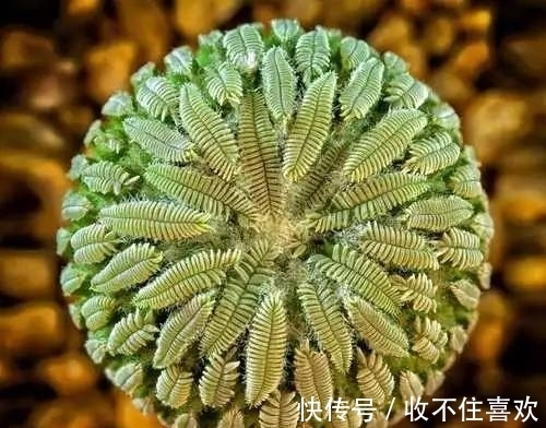 植物|神“造”般的植物奇景,仿佛画作精品,小编已深深着迷!