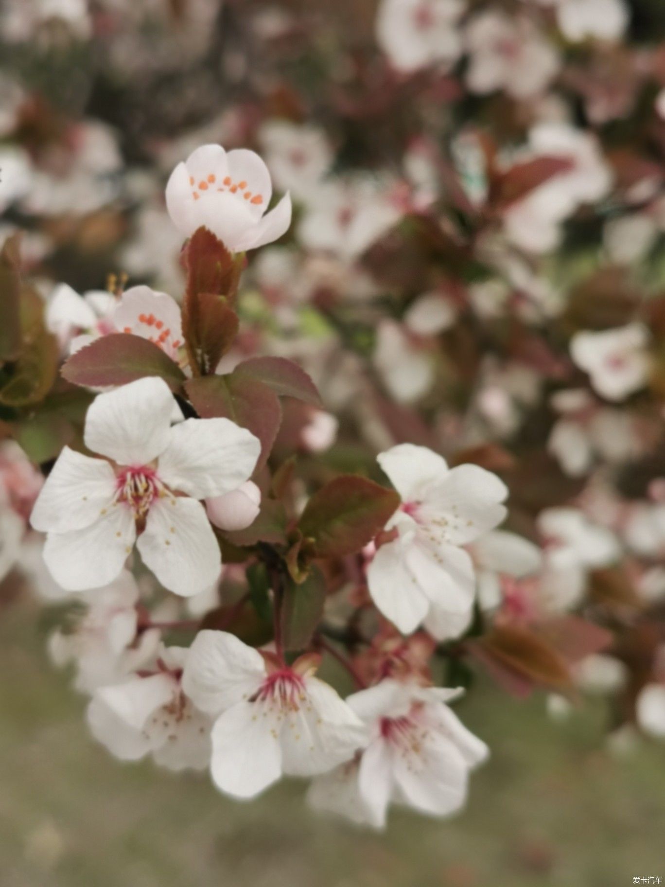 紫李花盛开期