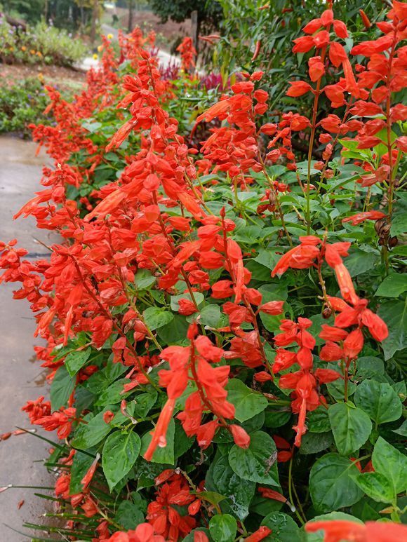 排水|3种花不怕热,天热长得好,开花成花海,比绿萝还好养!