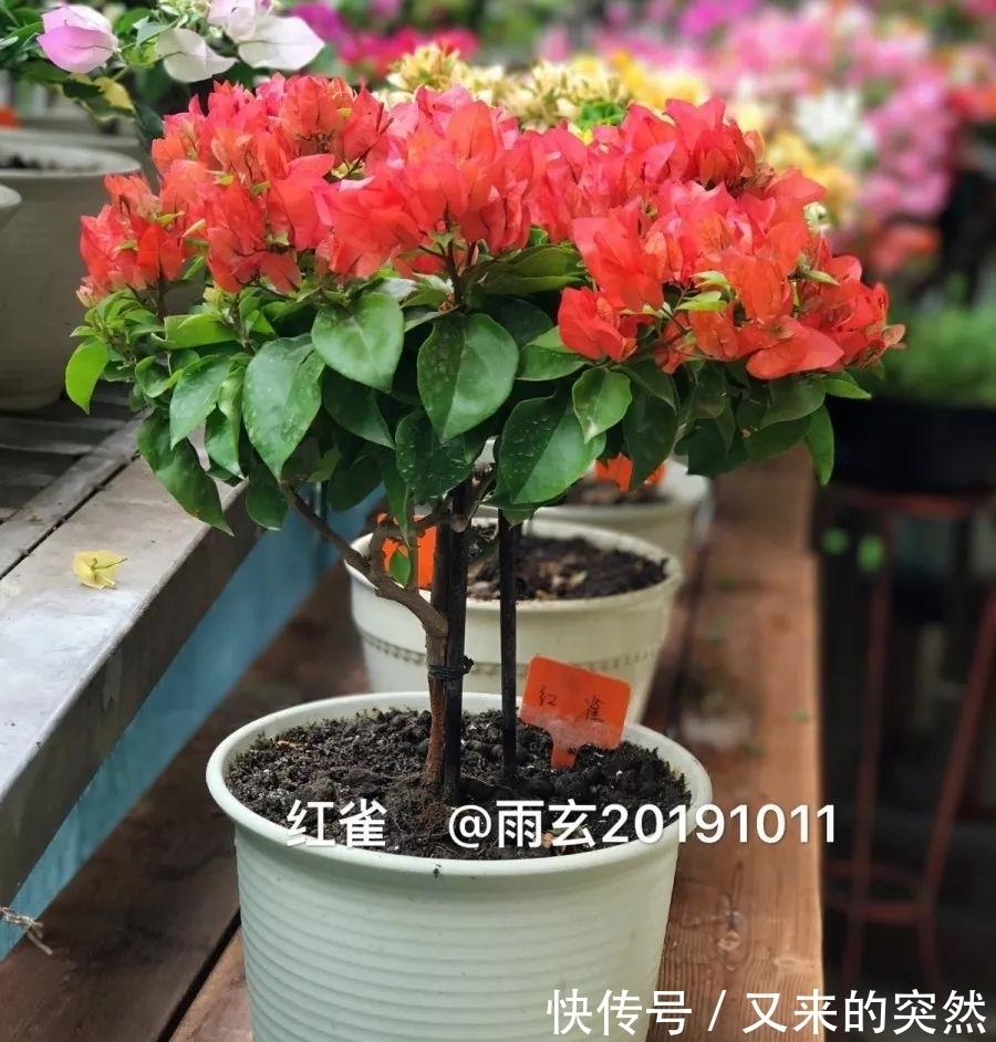 越冬|家里有这花,露养断水2个月,安全越冬50盆