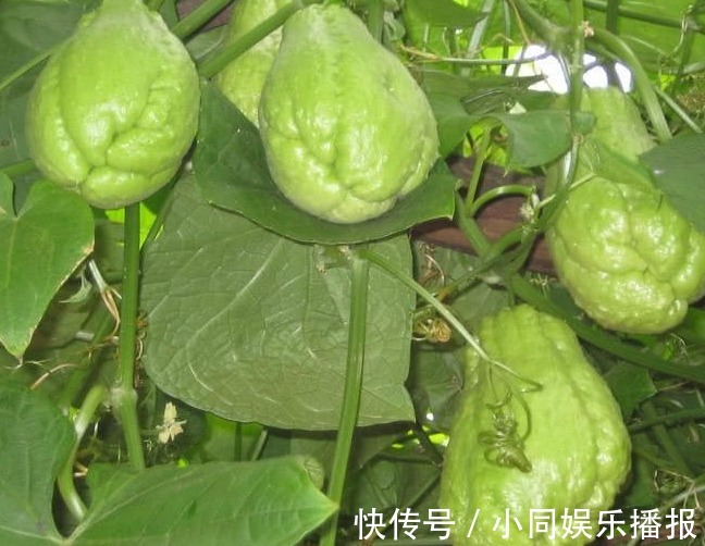 煲汤|以下水果种一次能吃一年，浑身是宝，煲汤更是一绝