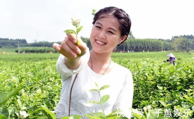 修剪|茉莉花的修剪工作分成3个阶段，掌握好修剪技巧，花开满枝头