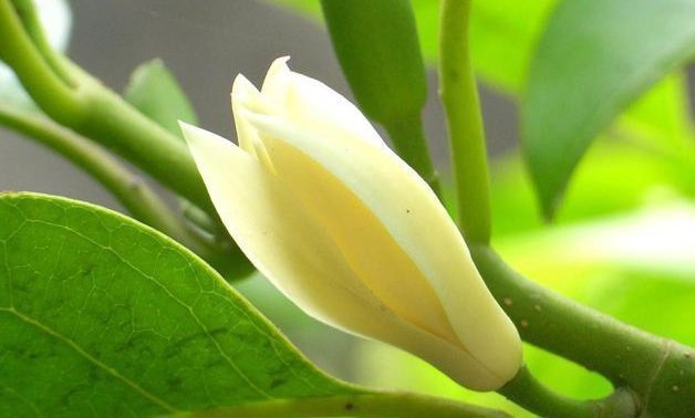 熏得一室香|我国“最香”盆栽花,一不小心就爆盆,家里种2棵,熏得一室香