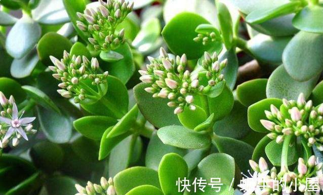 客厅别再只摆发财树，来试试这四种盆栽，寓意美好又好养活