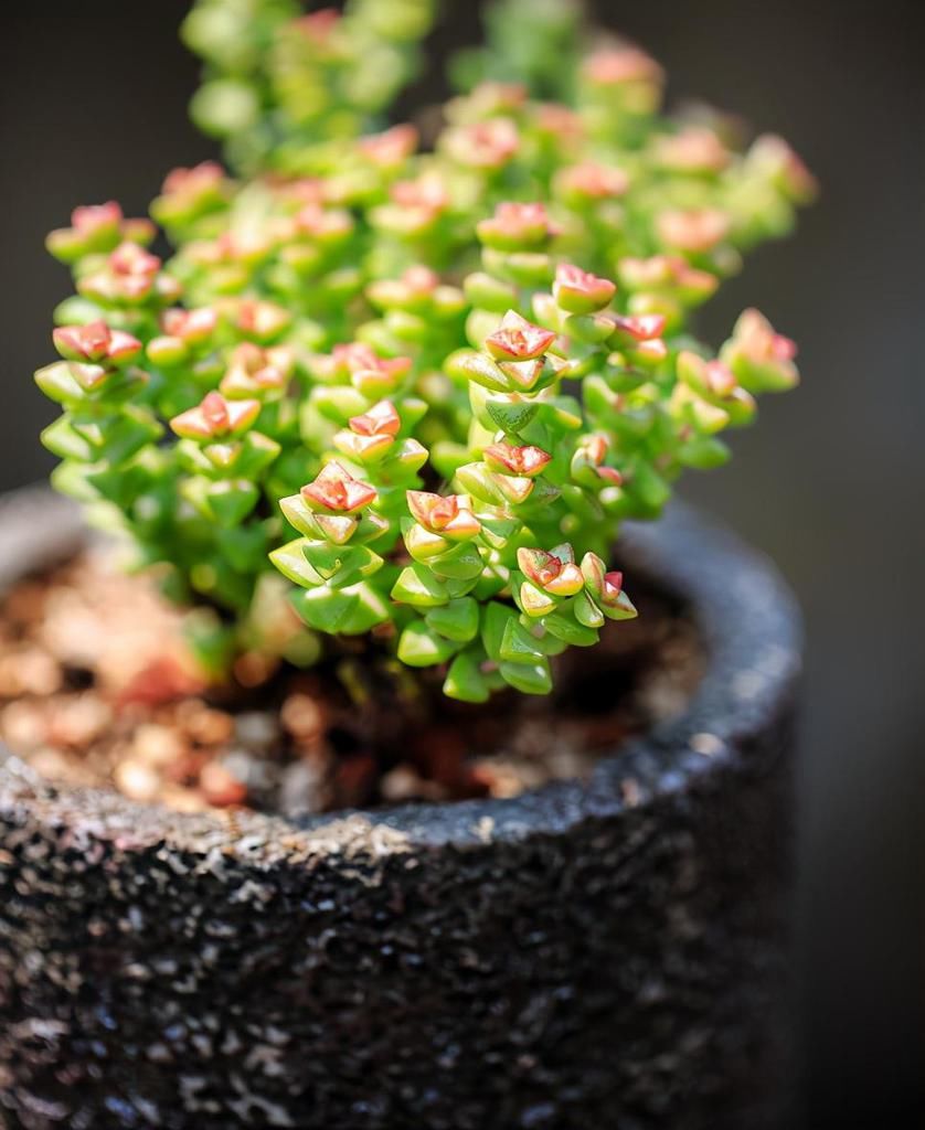  好看|养多肉小米星，掌握“3秘诀”，叶片肥美，颜色好看得不得了