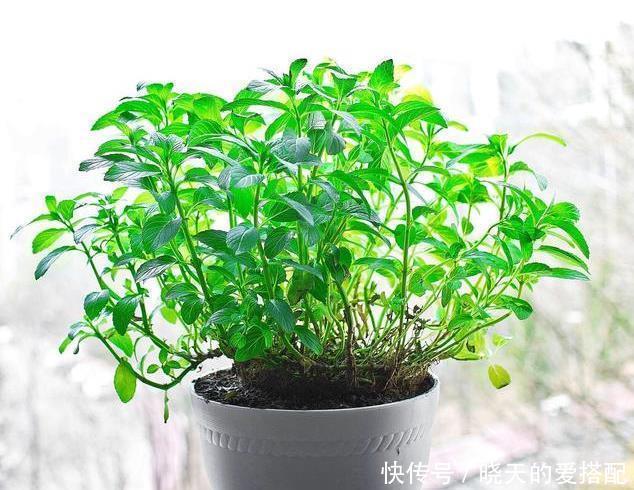 仙人球|五种比吊兰绿萝还好养的花,沾土即活,开到爆盆,阳台变花海!