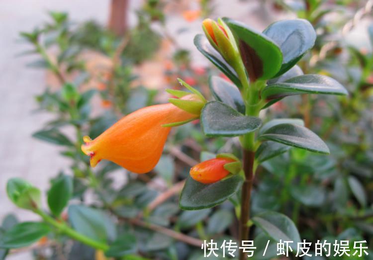 喜欢金鱼吊兰不会养,教你几个绝招,枝头上挂满“小金鱼”