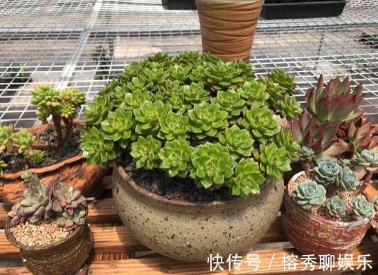 花盆|给花草换盆怕入坑掌握6处正确做法，再不用烦恼伤亡问题