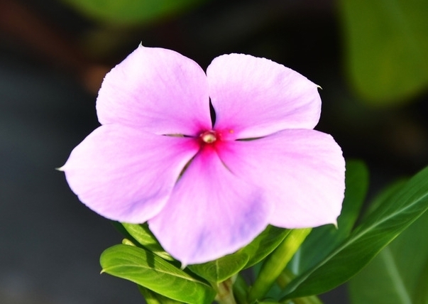 此花花期长，虽然美，但有剧毒，误食可致幻，带你回忆到此前