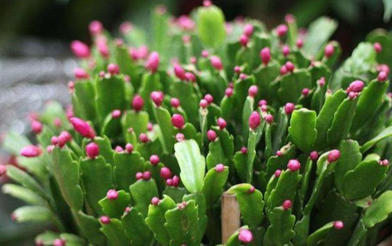 蟹爪兰叶薄不开花1个“小方法”，叶片肥厚，花朵开满盆！