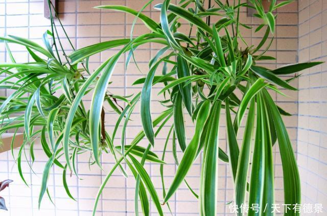 4种花可以养在卧室,好养容易打理,养人又“养气”