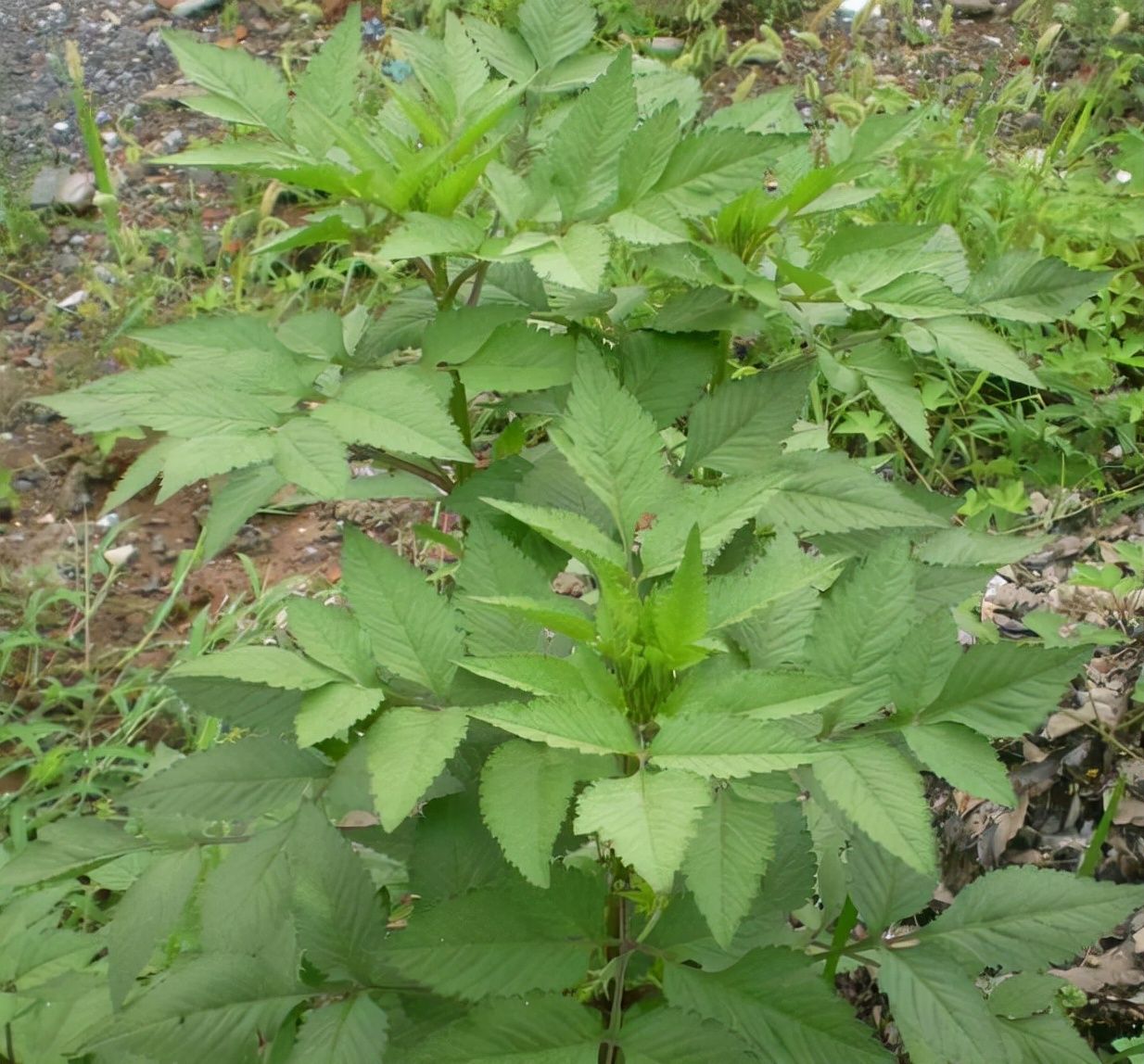 野草|4种“野花野草”，全是童年回忆，大家都认识，如今才知全是宝