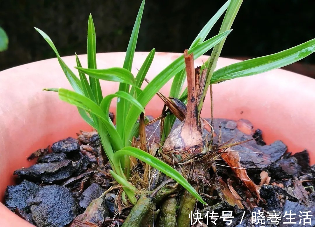 这样的兰花,无论怎么施肥都不开花,磷酸二氢钾也不行