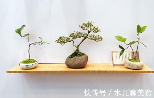 养桩不光要养活,枝条长粗才重要,6个技巧要掌握好,施肥长得快