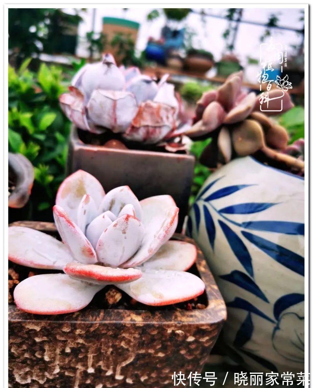 多肉之路,让我沉醉,浮世三千,有肉就欢!