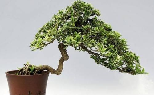 生长|六月雪做成盆景,枝叶清秀,开花似雪,姿态优美