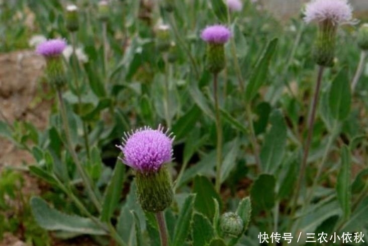 痈肿疮毒|田间随处可见的“刺儿菜”，形态虽小，药用价值高