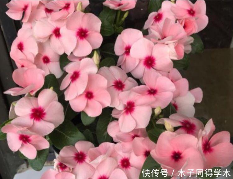 4种花超美的，四季繁花似锦，养在家里美得让人毫无抵抗力