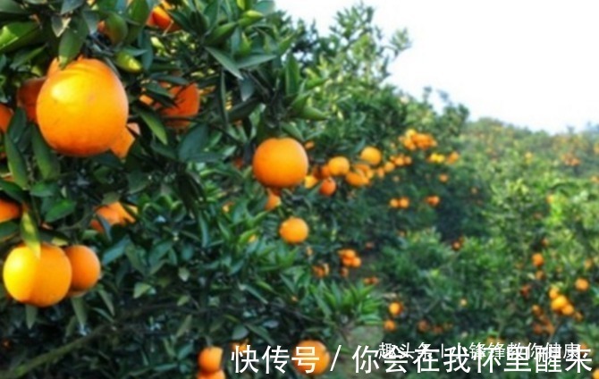 血脂|长寿老人爱吃的此种食物,降低血脂血压、降低固醇,早知早受益