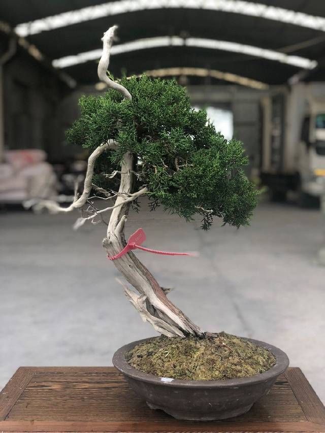 老伯|农村老伯分享的几盆真柏树盆景,盆盆都是精品,不同角度不同的美