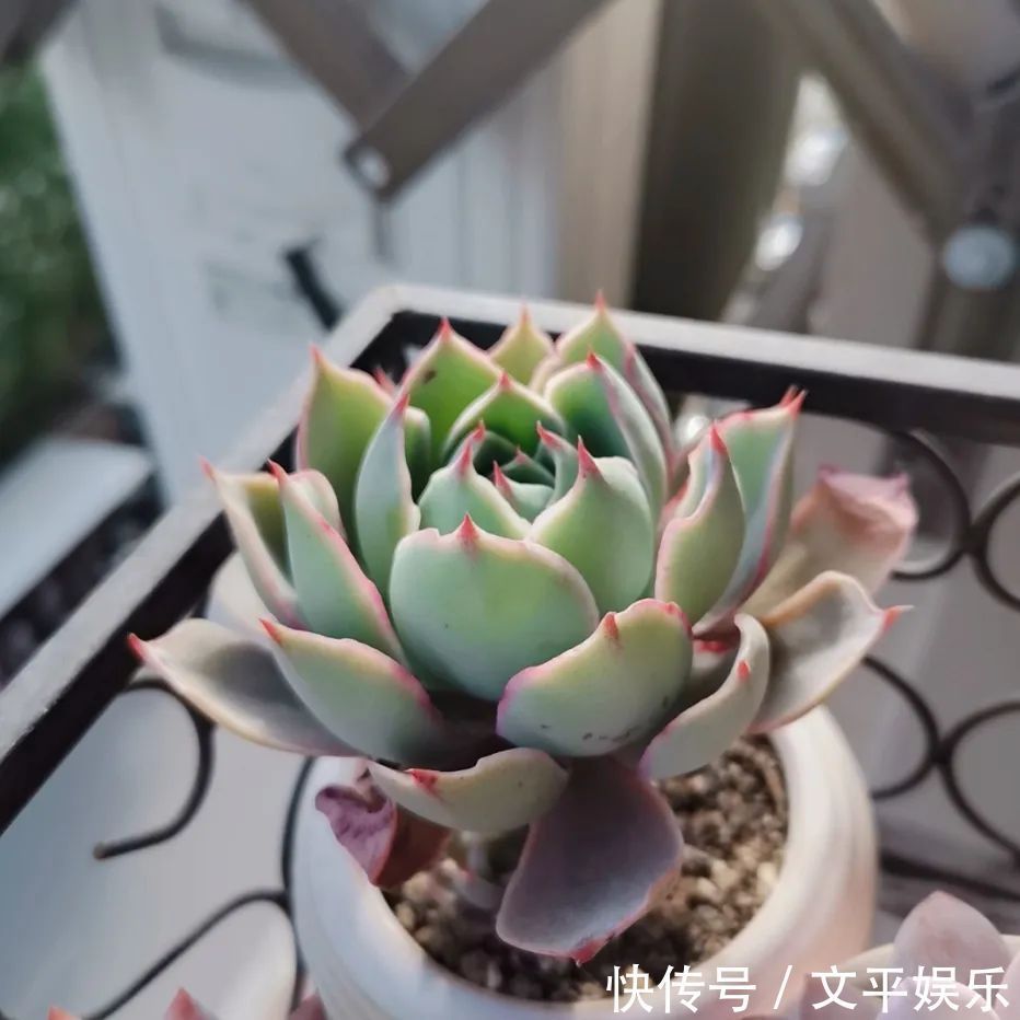 一组逆袭成功的多肉给它时间，它就会给你好看！