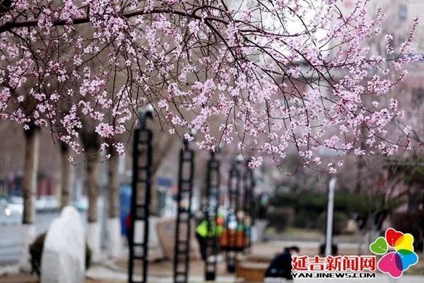 延吉街头桃花春色暖先开