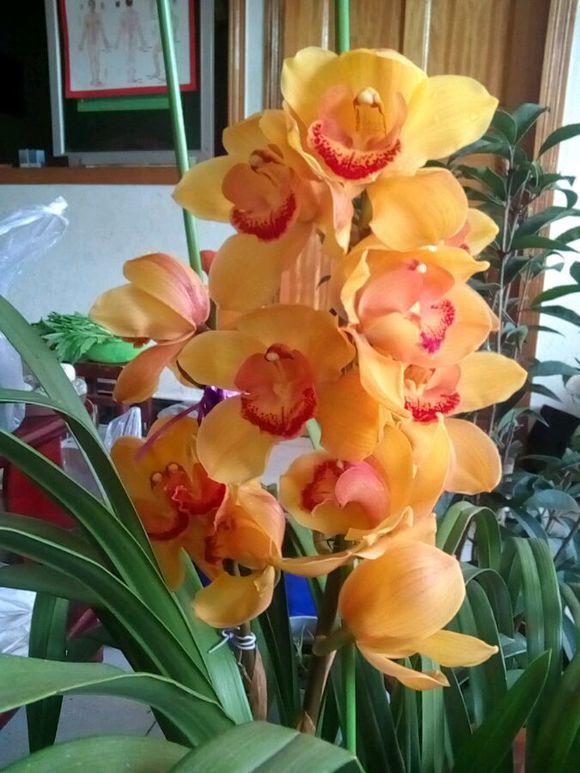 想让家中花团锦簇，4种花卉最适合，懒人都觉得超好养！