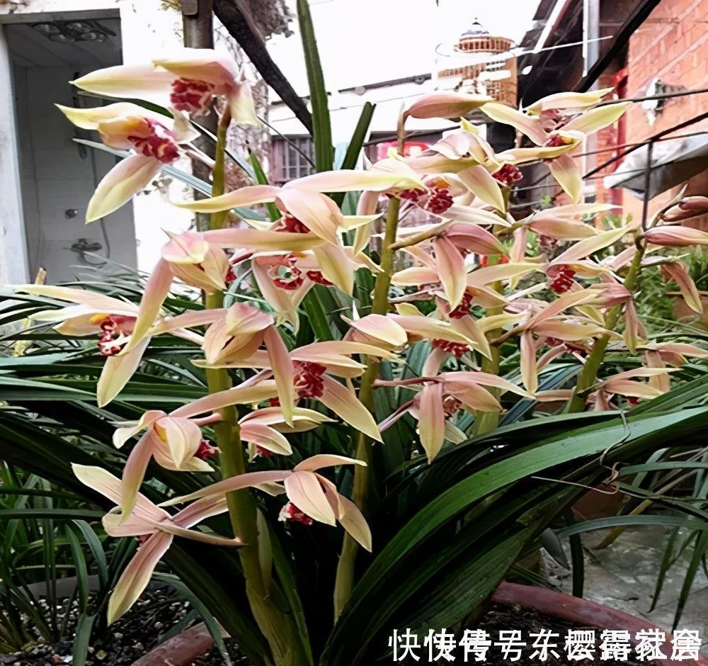 藤本月季|家里养了3种花,一盆接着一盆买,根本控制不住,是你吗?