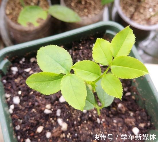 月季之所以生根难,或许是这5点没做好,做好了容易生根!