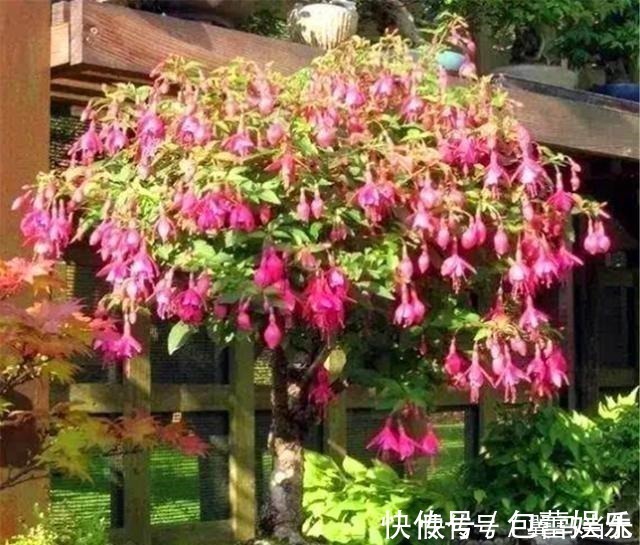 红灯笼|别养长寿花君子兰了,室内养花就选它,四季开花,过年挂满红灯笼