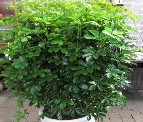 网购狂欢节,3种绿植最受欢迎,大气,上档次,空气特别好