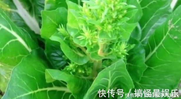 牛皮菜|菜地里的一种菜，很多人不喜欢吃，却是天然的补钙菜