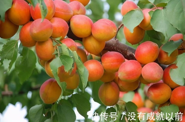 健康长寿|女性过了40不想变老太婆,常吃3种食物,滋养皮肤,保养身体