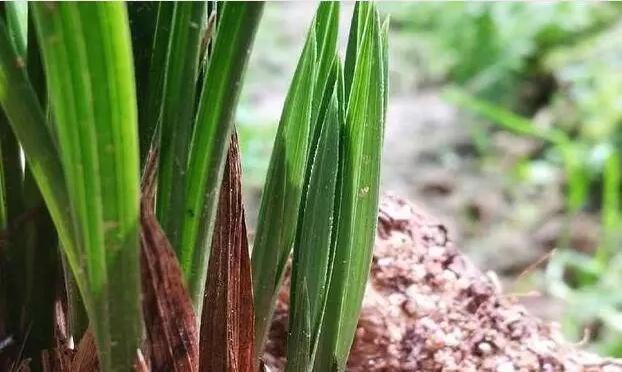 安徽大叔养兰花,只是在盆里加点“它”,芽多、花多,株型好!