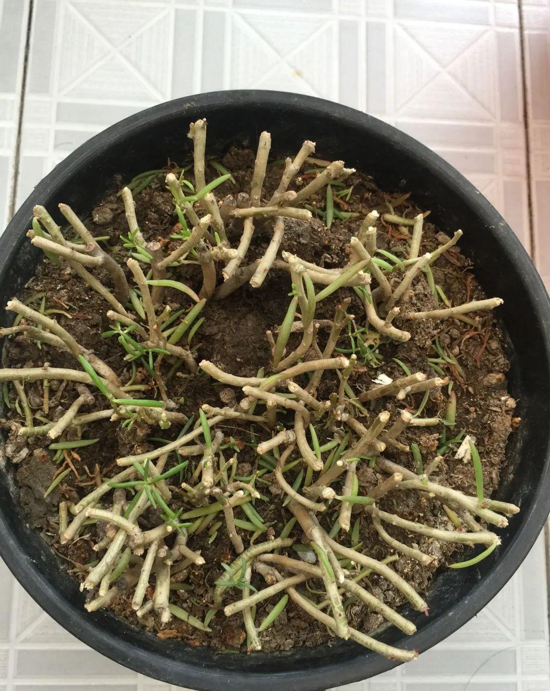 10种花，现在抓紧剪，更抗冻、好过冬！