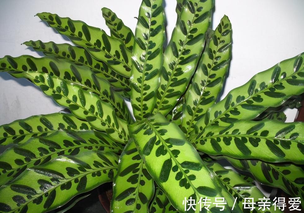 8种“漂亮花”别晒大太阳,一晒就耷拉,客厅不见光,养成绿森林