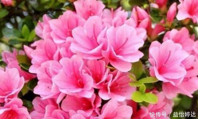 阳台|这3种花好漂亮,四季开花倾国倾城,好养花量大,美爆阳台变成花园